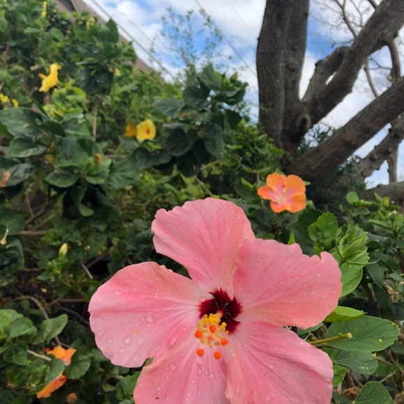 Meet your Posher, Lynn - Picture 5 of 11